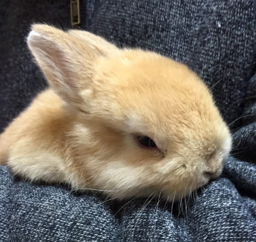 こころみたすペット思い出セレモニーにて葬儀したペットちゃん | もこくん