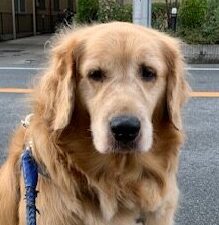 コロくん | こころみたす ペット思い出セレモニー