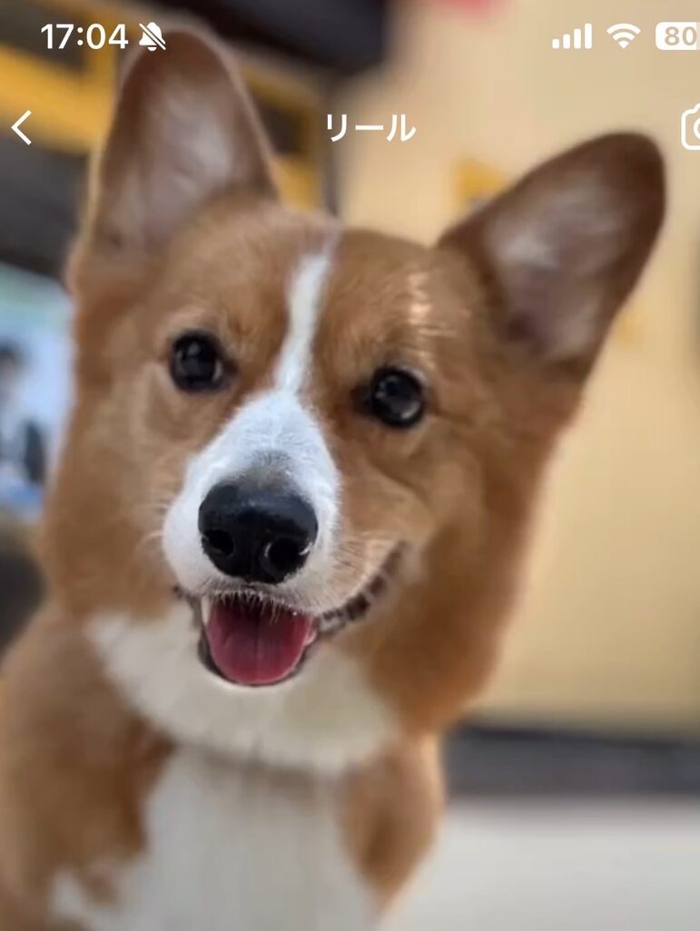 こころみたすペット思い出セレモニーにて葬儀したペットちゃん | 宗二郎くん