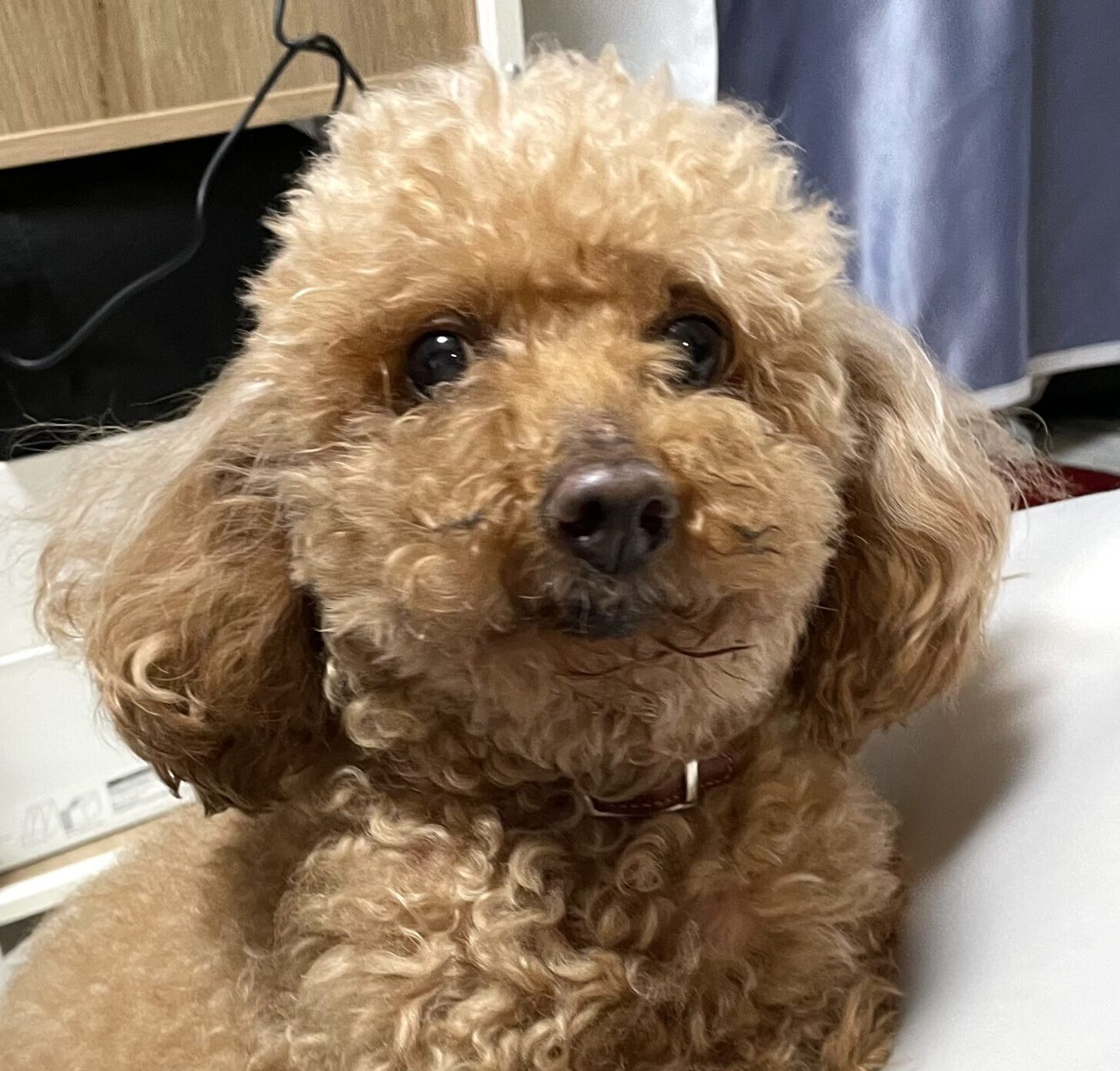 こころみたすペット思い出セレモニーにて葬儀したペットちゃん | ここあちゃん