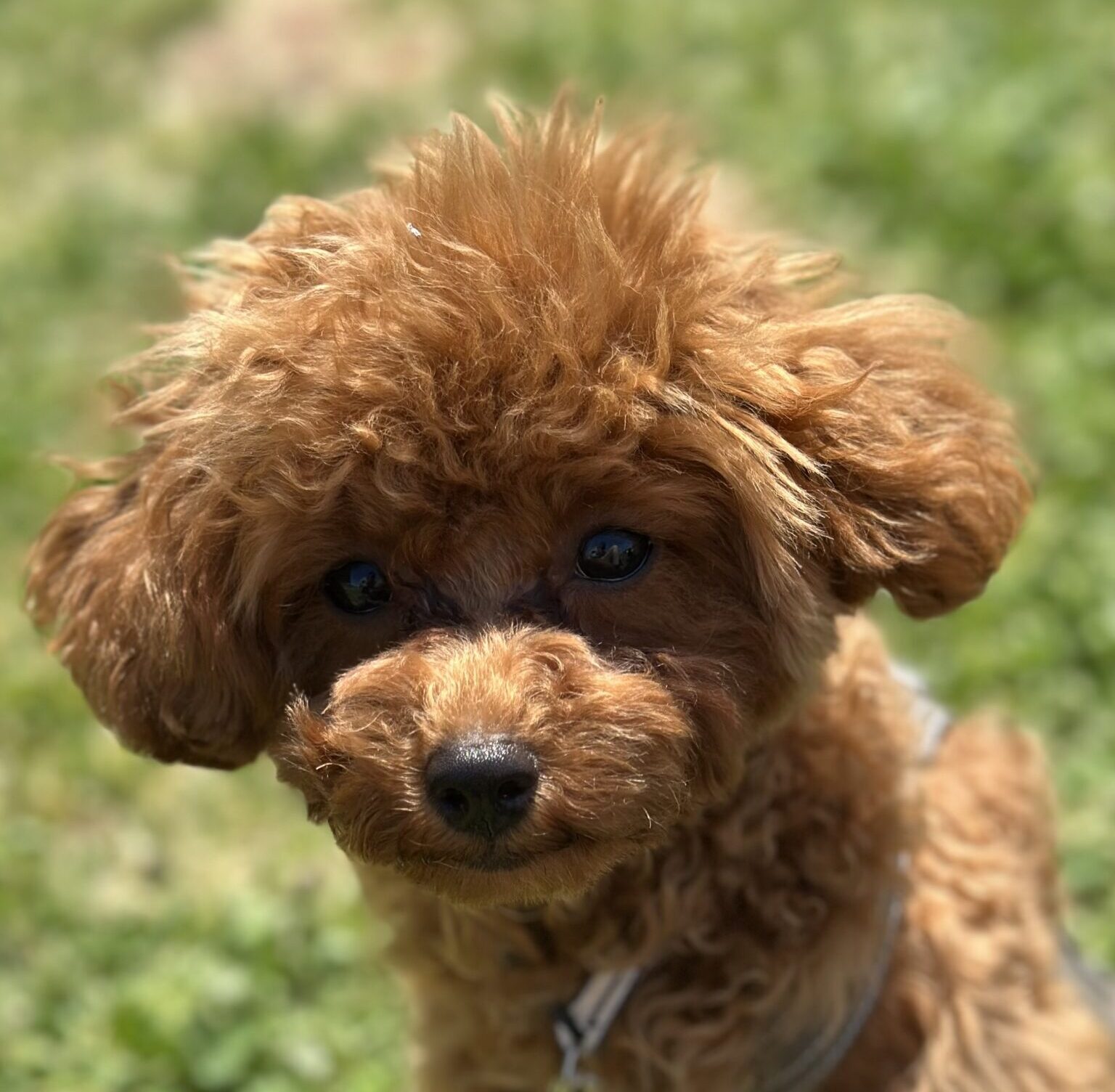 こころみたすペット思い出セレモニーにて葬儀したペットちゃん | エルくん