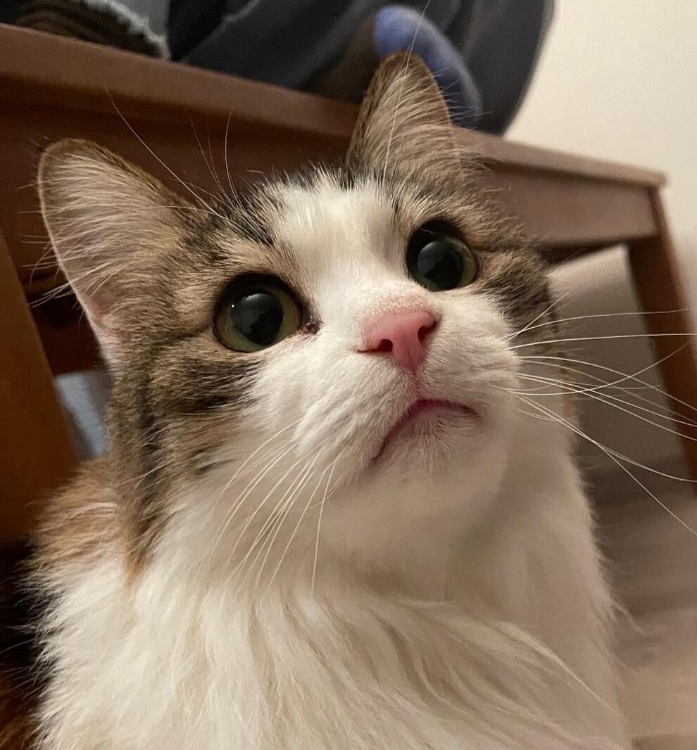 こころみたすペット思い出セレモニーにて葬儀したペットちゃん | もふちゃん