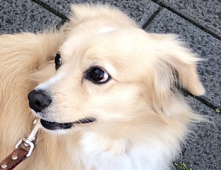 みるくちゃん | こころみたす ペット思い出セレモニー