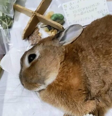 ハッピーちゃん | こころみたす ペット思い出セレモニー