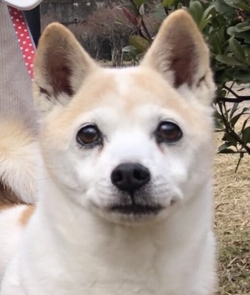 こころみたすペット思い出セレモニーにて葬儀したペットちゃん | かりんちゃん