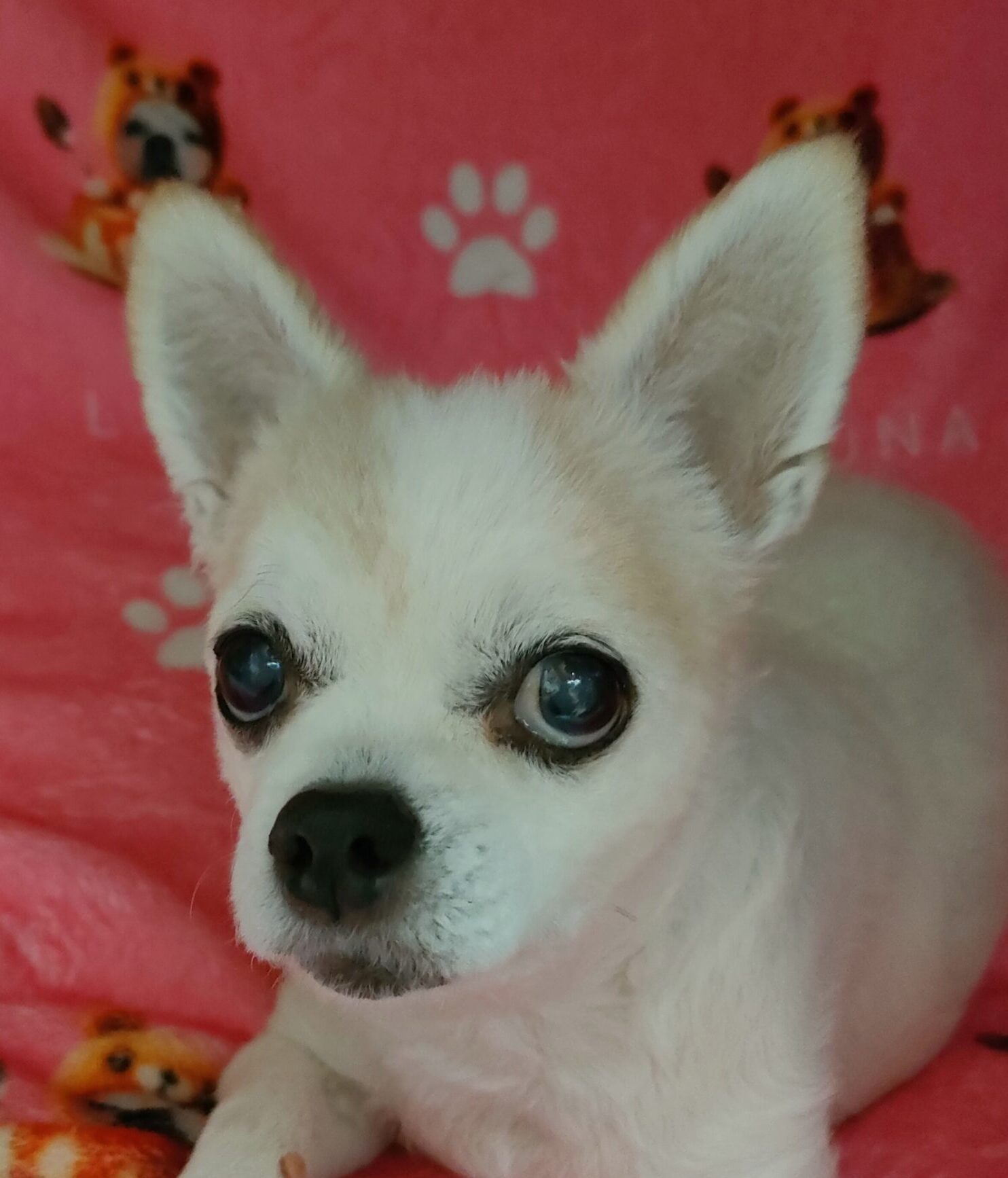 こころみたすペット思い出セレモニーにて葬儀したペットちゃん | ルナちゃん