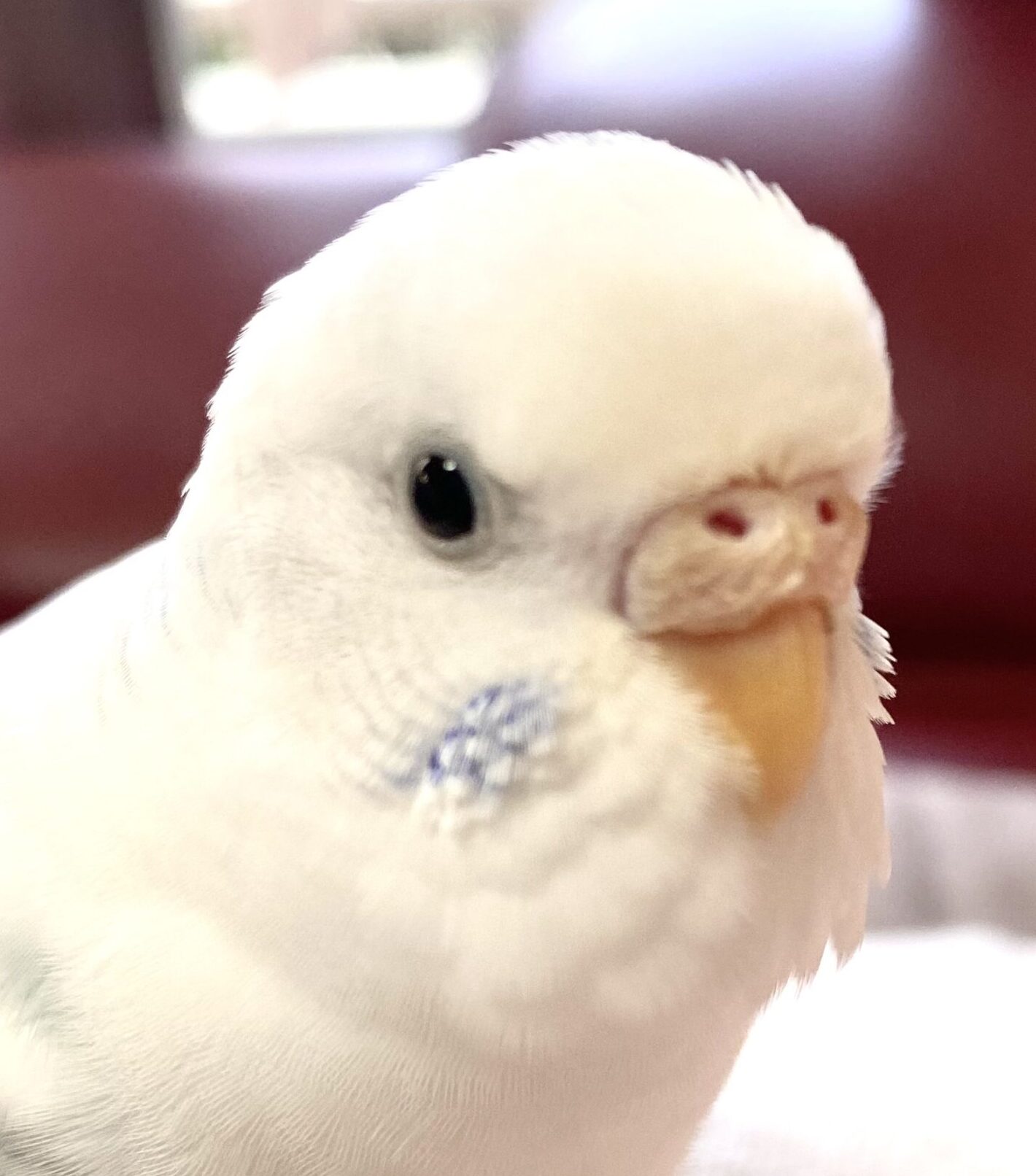 こころみたすペット思い出セレモニーにて葬儀したペットちゃん | ピィちゃん