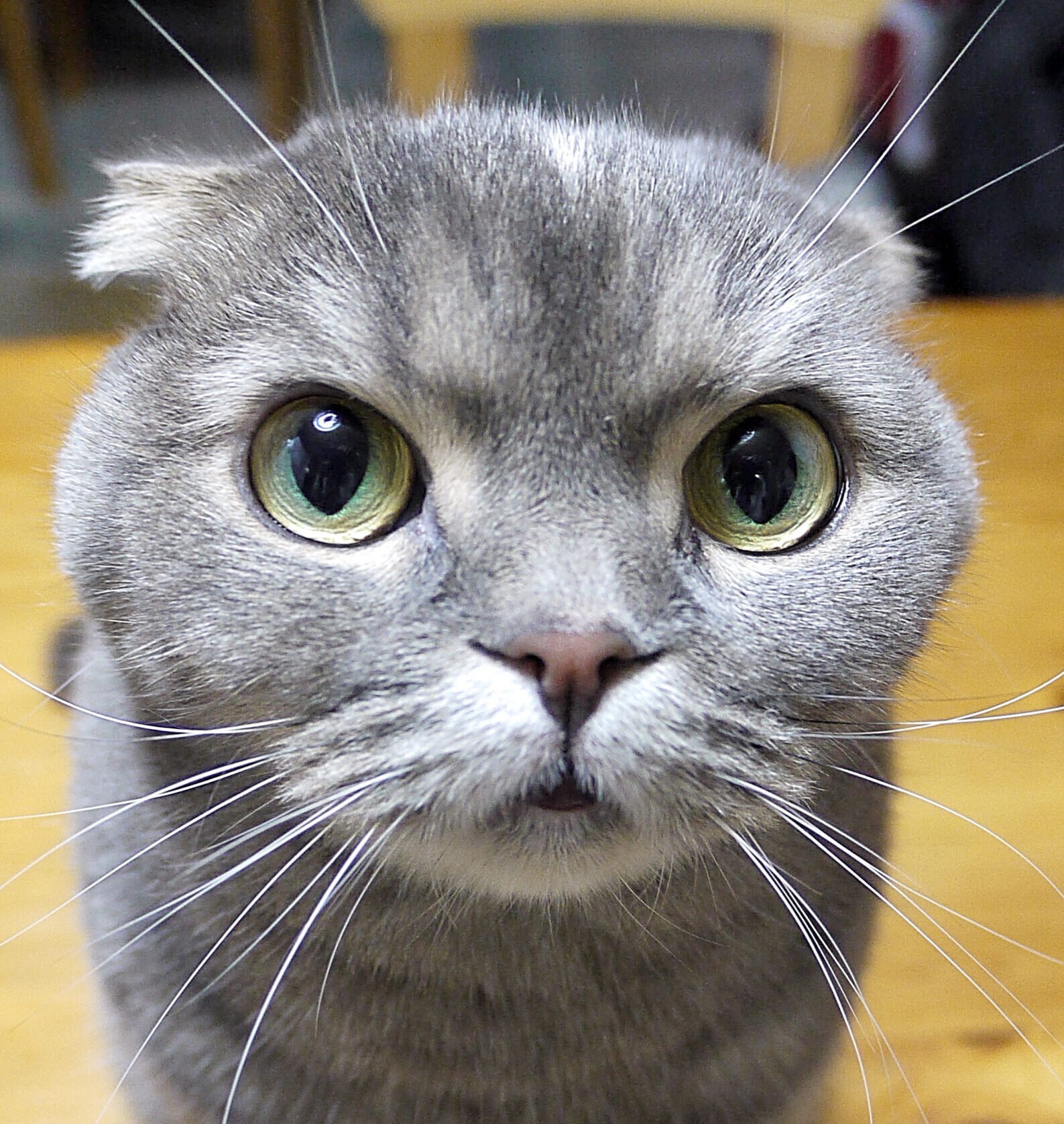こころみたすペット思い出セレモニーにて葬儀したペットちゃん | シェルシーちゃん