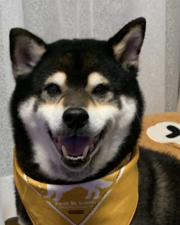 こころみたすペット思い出セレモニーにて葬儀したペットちゃん | 光次郎くん