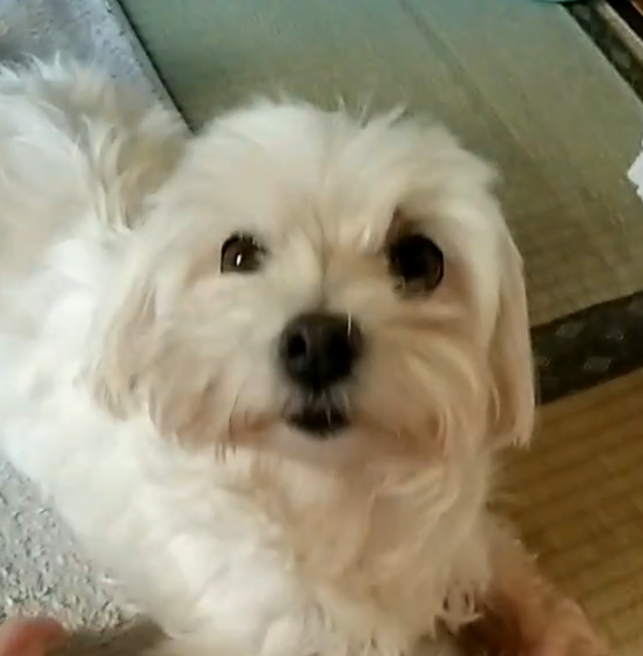こころみたすペット思い出セレモニーにて葬儀したペットちゃん | 姫ちゃん