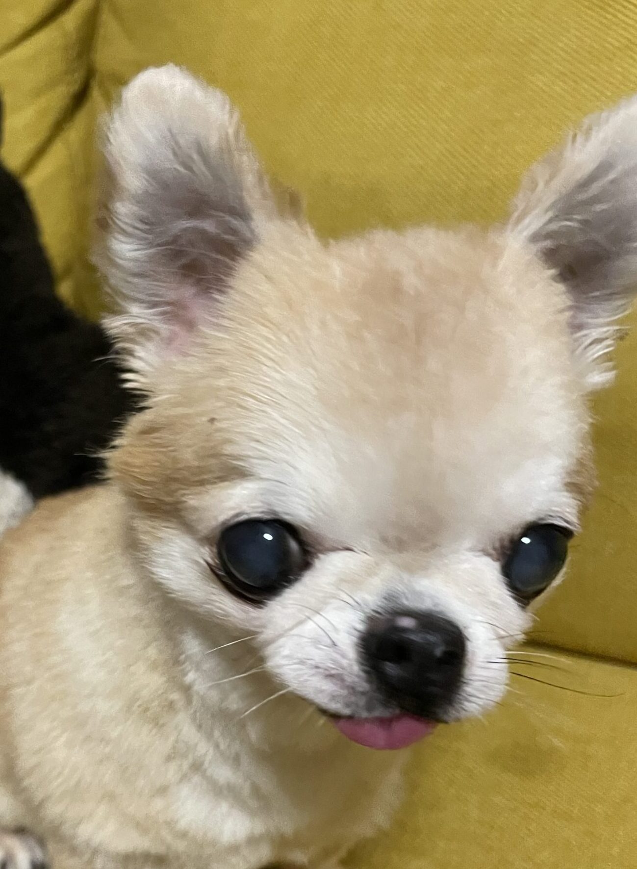 こころみたすペット思い出セレモニーにて葬儀したペットちゃん | マルクちゃん