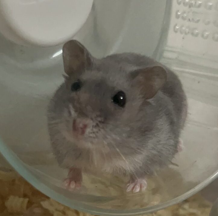 こころみたすペット思い出セレモニーにて葬儀したペットちゃん | ベーコンちゃん