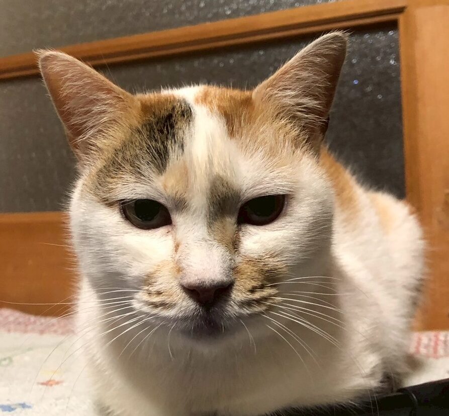 こころみたすペット思い出セレモニーにて葬儀したペットちゃん | さくらちゃん