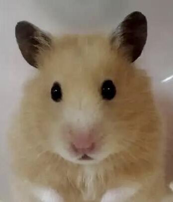 こころみたすペット思い出セレモニーにて葬儀したペットちゃん | ハムキチちゃん
