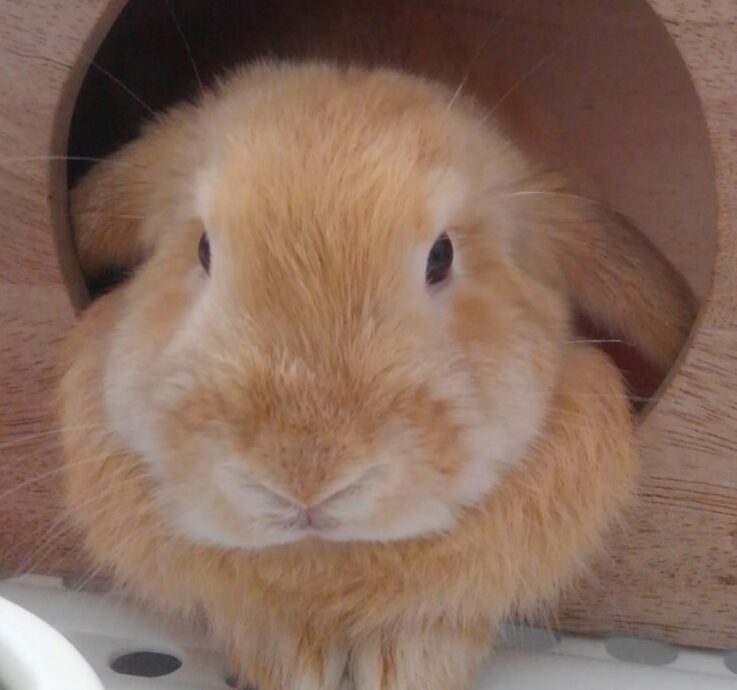 こころみたすペット思い出セレモニーにて葬儀したペットちゃん | 延三くん