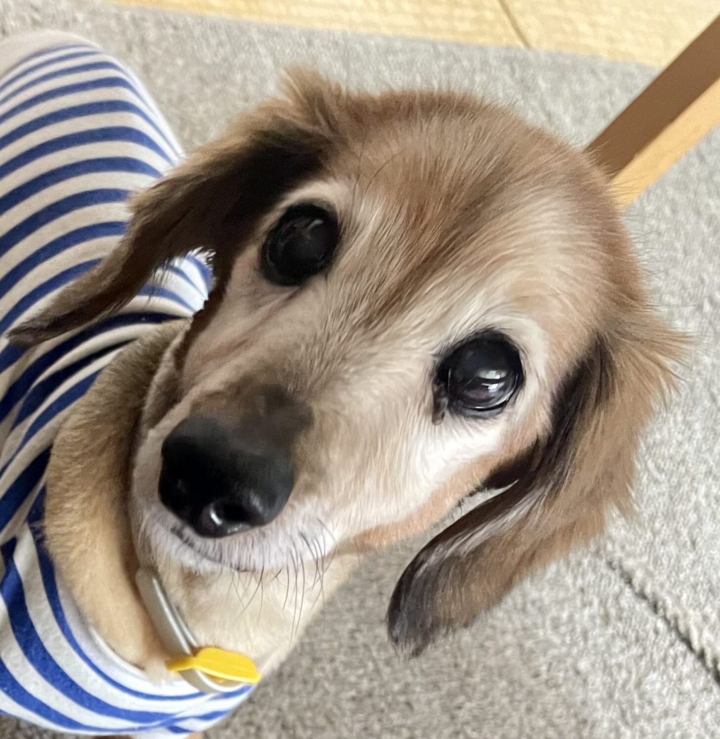 こころみたすペット思い出セレモニーにて葬儀したペットちゃん | ジョイくん