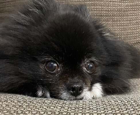 こころみたすペット思い出セレモニーにて葬儀したペットちゃん | ろみちゃん