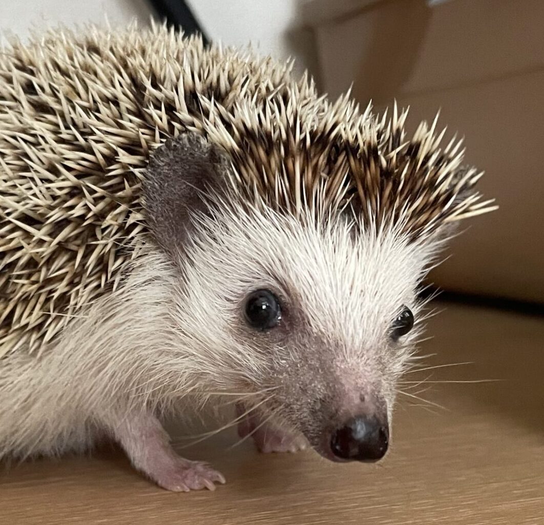 こころみたすペット思い出セレモニーにて葬儀したペットちゃん | コーちゃん