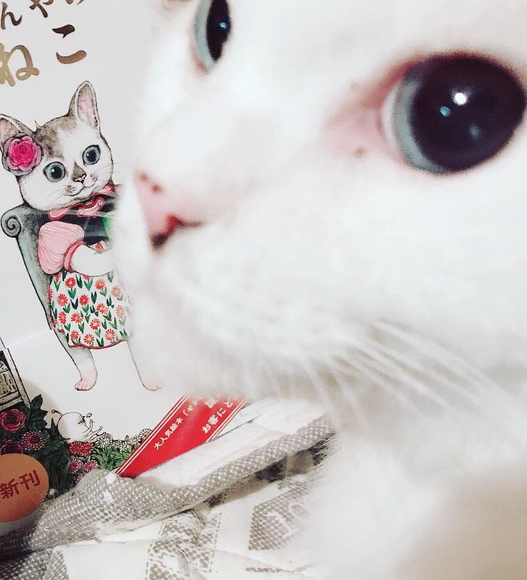 こころみたすペット思い出セレモニーにて葬儀したペットちゃん | ziziくん