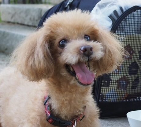こころみたすペット思い出セレモニーにて葬儀したペットちゃん | めるちゃん