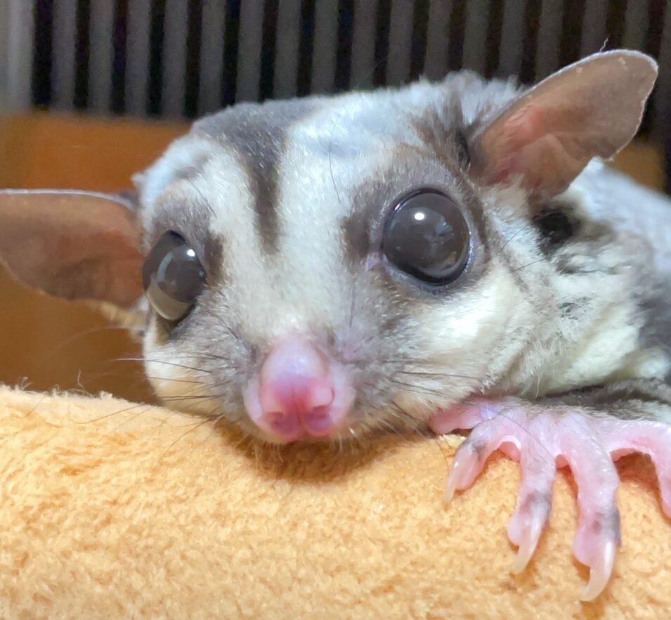 こころみたすペット思い出セレモニーにて葬儀したペットちゃん | けいとちゃん