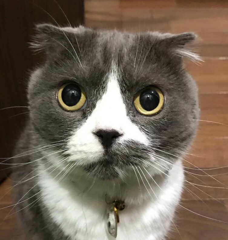 こころみたすペット思い出セレモニーにて葬儀したペットちゃん | NIUくん