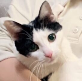 こなつちゃん | こころみたす ペット思い出セレモニー