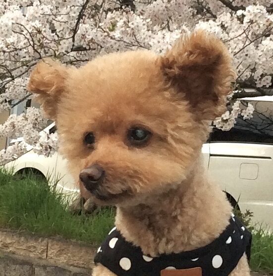 こころみたすペット思い出セレモニーにて葬儀したペットちゃん | 姫花ちゃん