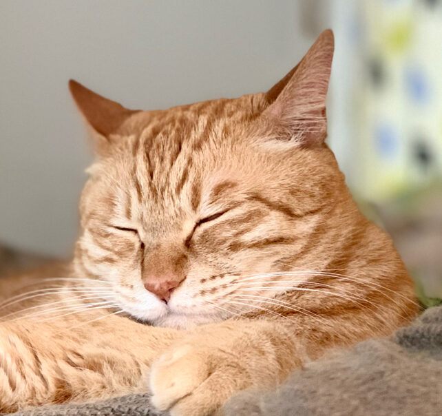 ココくん | こころみたす ペット思い出セレモニー