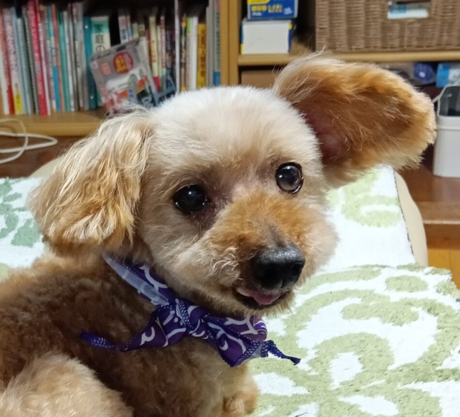 こころみたすペット思い出セレモニーにて葬儀したペットちゃん | マリリンちゃん