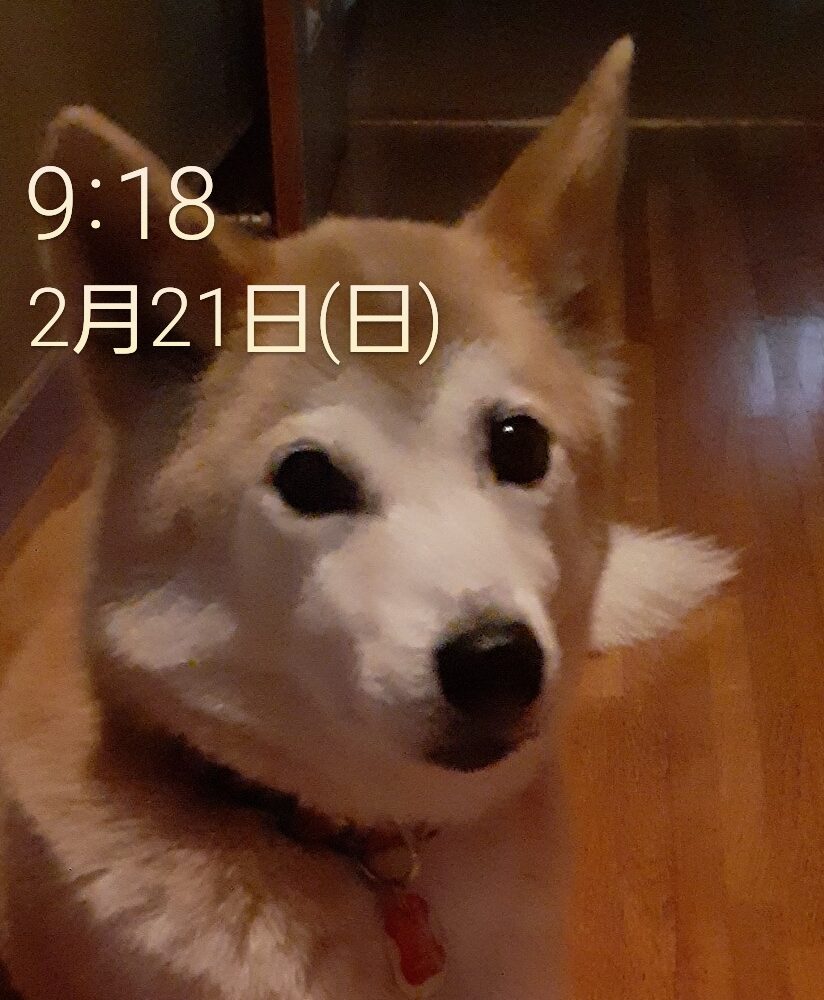 ミスティちゃん | こころみたす ペット思い出セレモニー