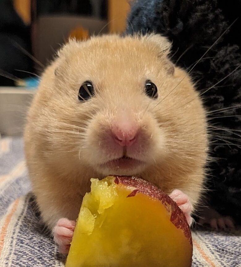 こころみたすペット思い出セレモニーにて葬儀したペットちゃん | あずきちゃん
