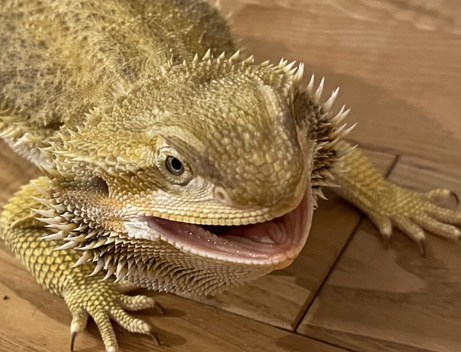 グクちゃん | こころみたす ペット思い出セレモニー