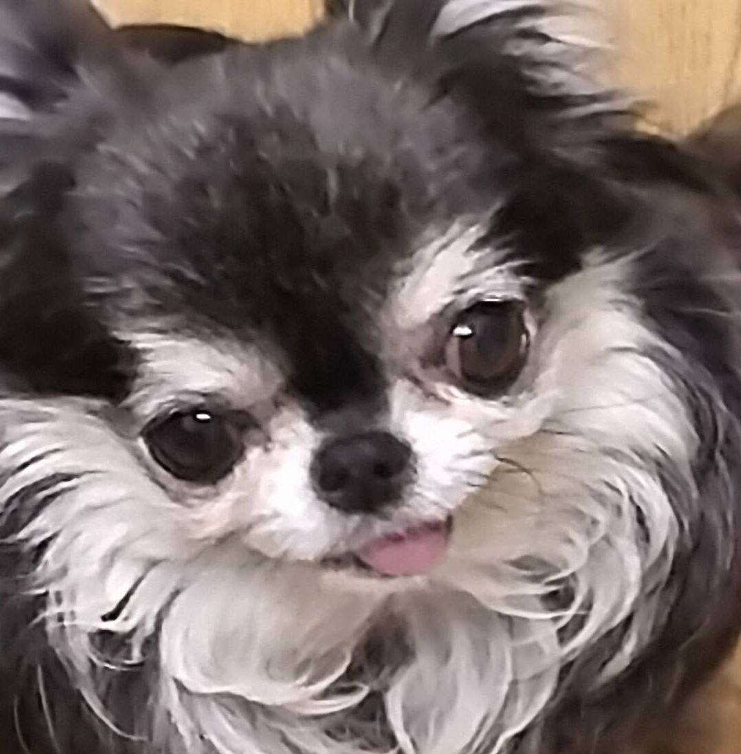 こころみたすペット思い出セレモニーにて葬儀したペットちゃん | すみれちゃん