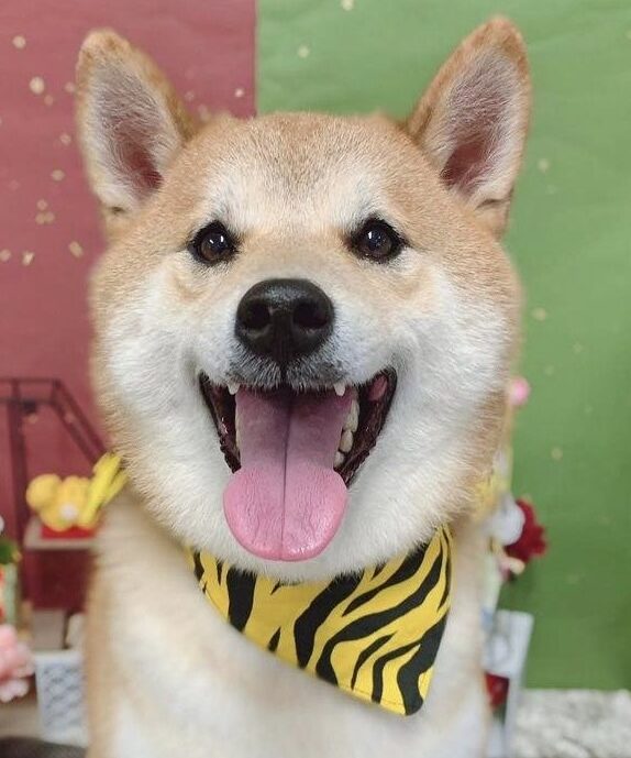 こころみたすペット思い出セレモニーにて葬儀したペットちゃん | 五右衛門くん