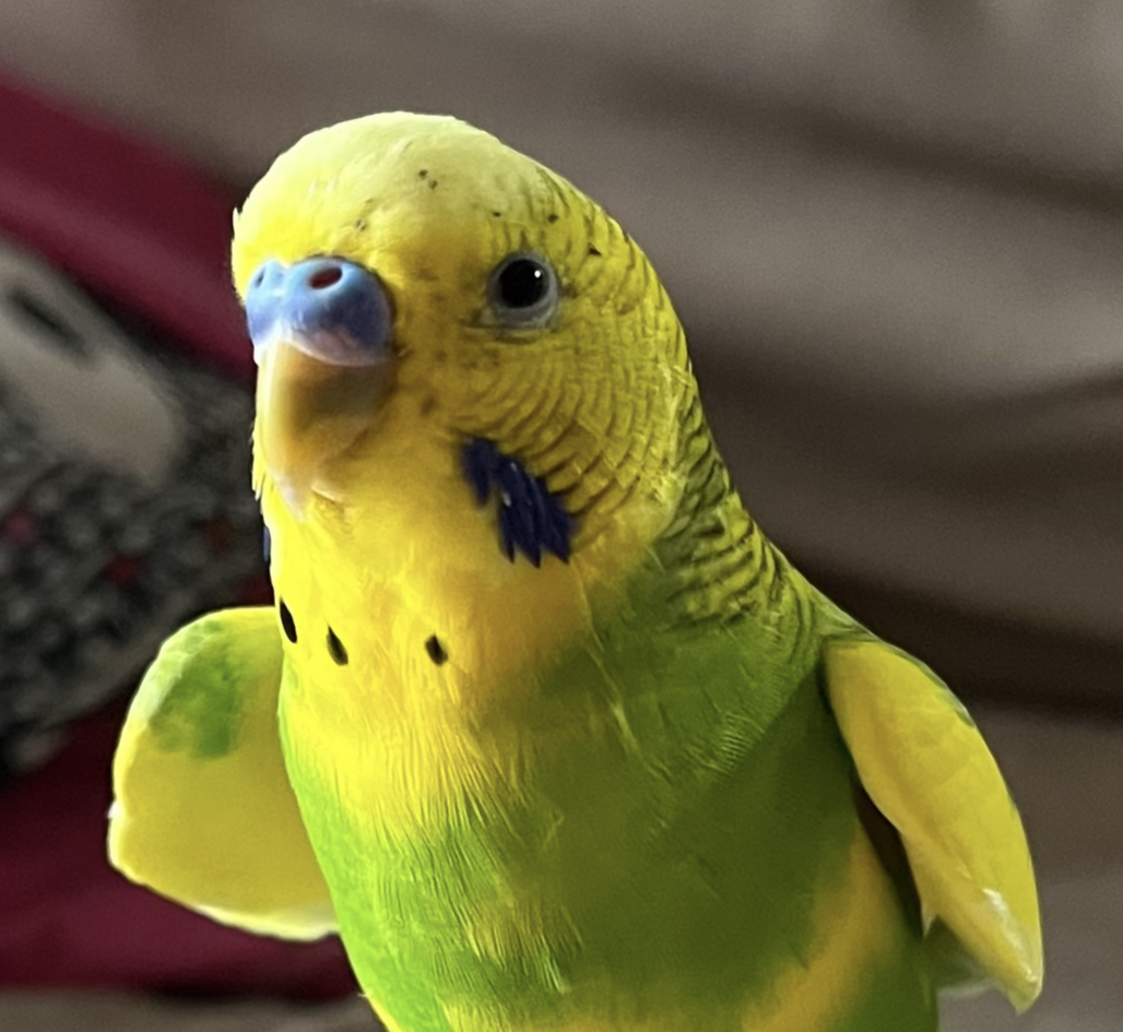 こころみたすペット思い出セレモニーにて葬儀したペットちゃん | ぴぴくん
