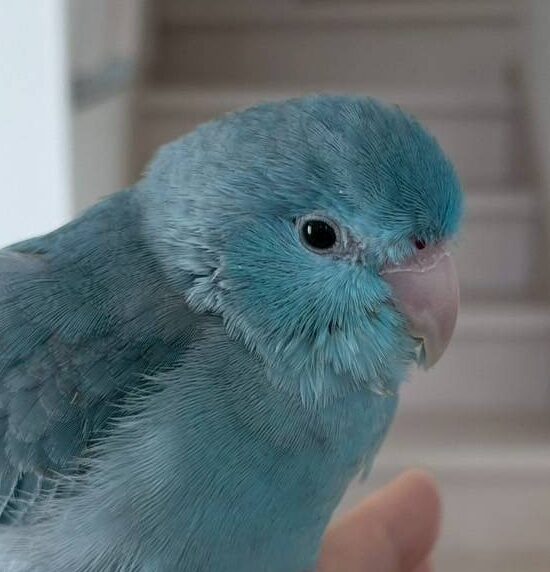 こころみたすペット思い出セレモニーにて葬儀したペットちゃん | アウラちゃん