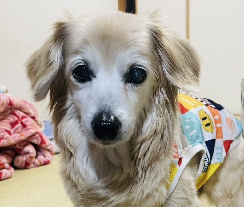 こころみたすペット思い出セレモニーにて葬儀したペットちゃん | エディくん