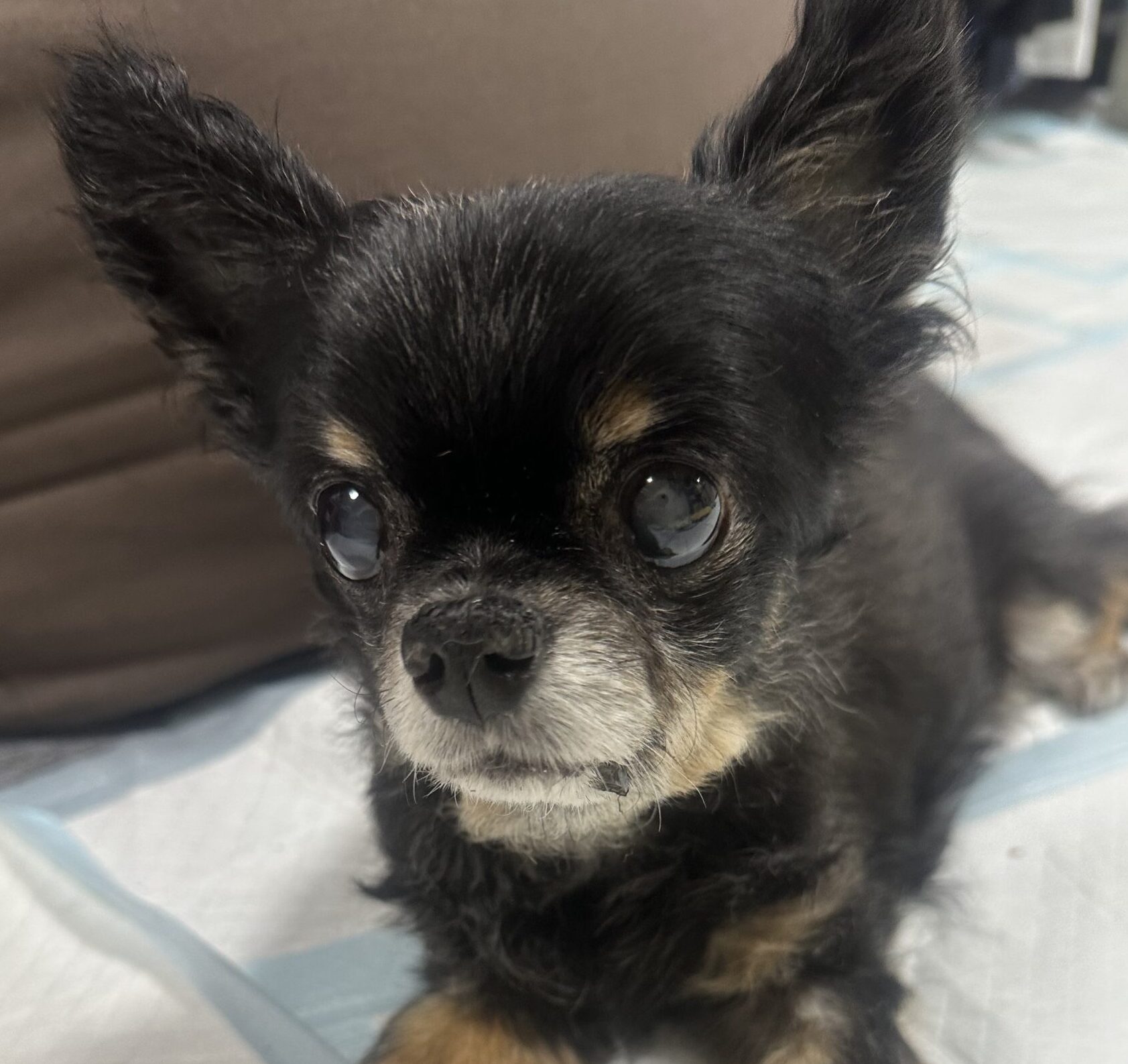 こころみたすペット思い出セレモニーにて葬儀したペットちゃん | ここあちゃん