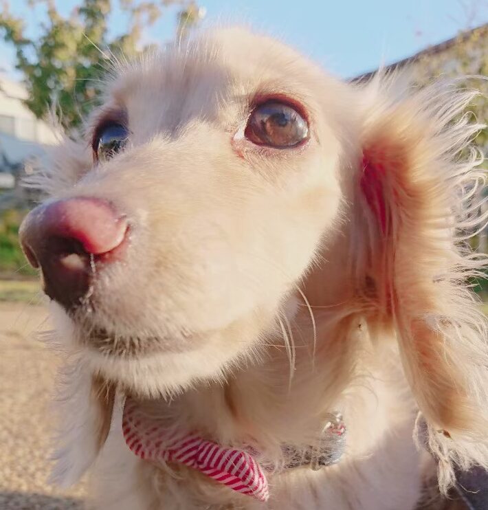 こころみたすペット思い出セレモニーにて葬儀したペットちゃん | クリームちゃん