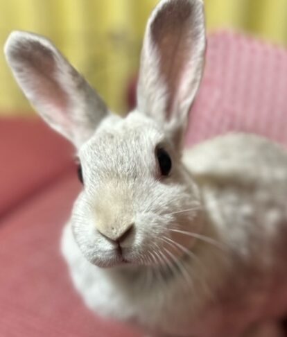 こころみたすペット思い出セレモニーにて葬儀したペットちゃん | コロンちゃん