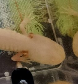 こころみたすペット思い出セレモニーにて葬儀したペットちゃん | ウパコちゃん