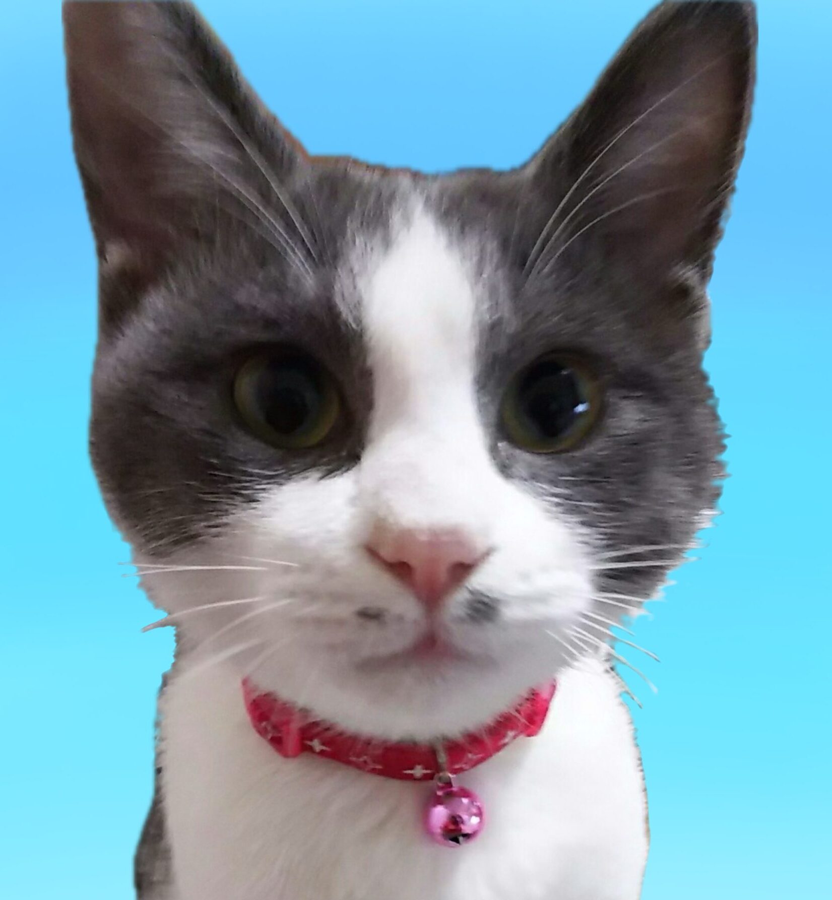 こころみたすペット思い出セレモニーにて葬儀したペットちゃん | ぼるしちちゃん