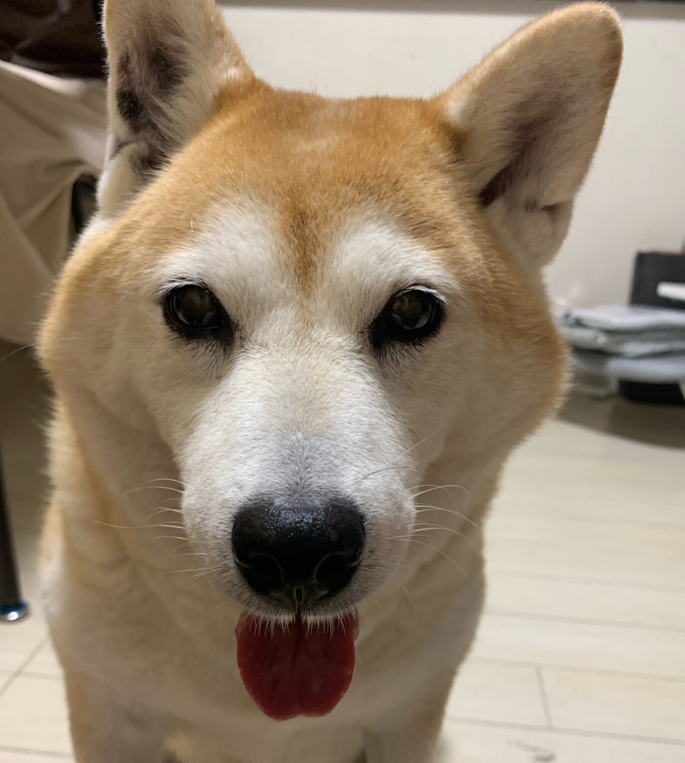 こころみたすペット思い出セレモニーにて葬儀したペットちゃん | 幸ちゃん