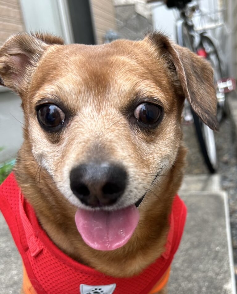 こころみたすペット思い出セレモニーにて葬儀したペットちゃん | 蓮太郎くん