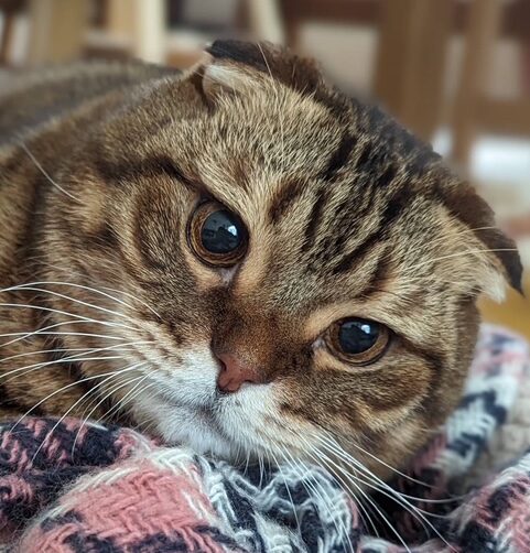 こころみたすペット思い出セレモニーにて葬儀したペットちゃん | エイトくん