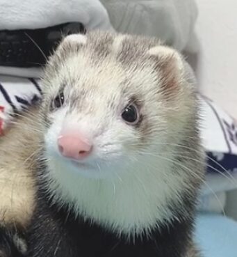 こころみたすペット思い出セレモニーにて葬儀したペットちゃん | 珀くん