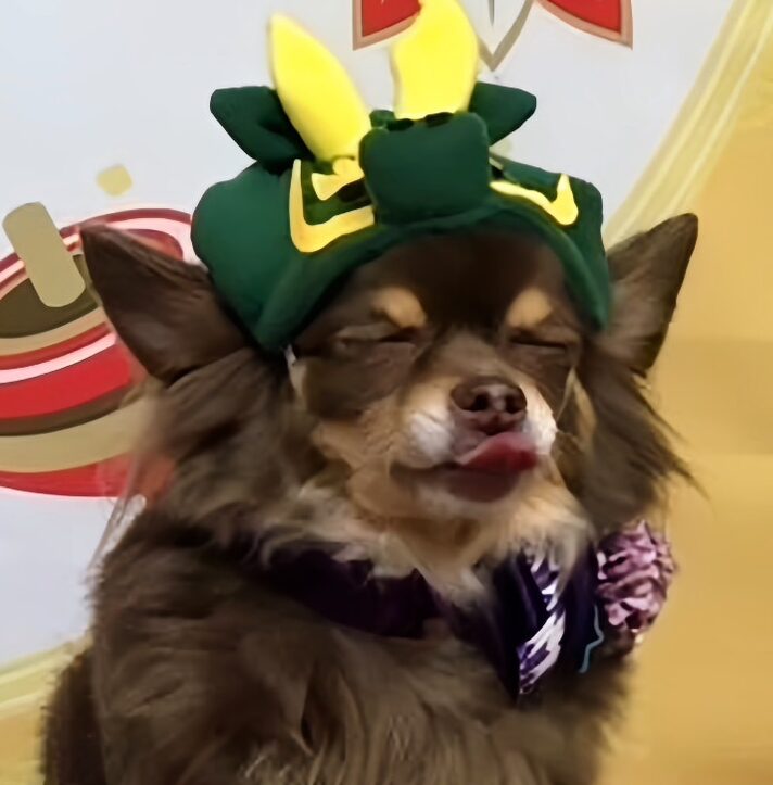 こころみたすペット思い出セレモニーにて葬儀したペットちゃん | チョコちゃん