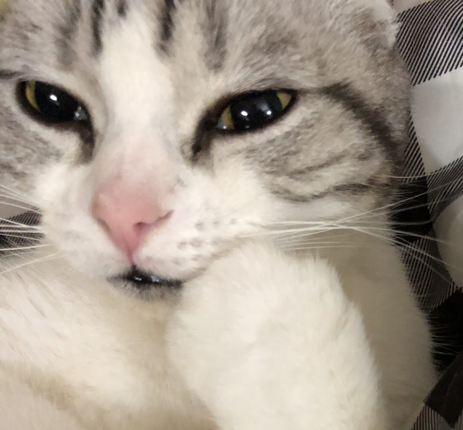 こころみたすペット思い出セレモニーにて葬儀したペットちゃん | めっちゃん