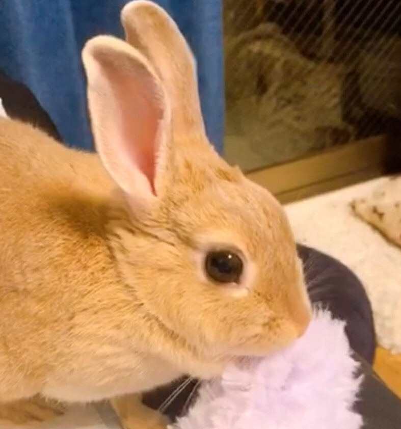 こころみたすペット思い出セレモニーにて葬儀したペットちゃん | Syllaちゃん